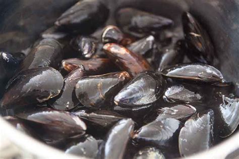 moules-marinires-french-mussels-in-white-wine-sauce image
