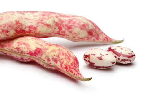 what-are-borlotti-beans-and-how-are-they-used-the image