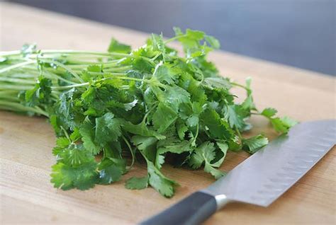 how-to-store-preserve-cilantro-fun-and-food-cafe image