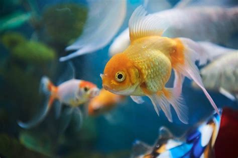 list-of-foods-goldfish-can-eat-cutenesscom image