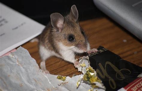 what-food-attracts-mice-top-8-choices-mouse-trap image