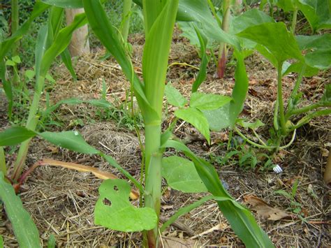 how-to-grow-pole-beans-with-corn-stepbystep image