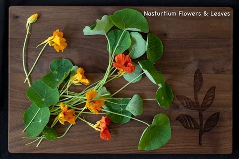 nasturtium-salad-healthy-summer-recipes-botanical image