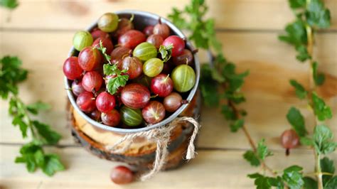 use-gooseberries-to-make-chutney-thats-the-perfect image