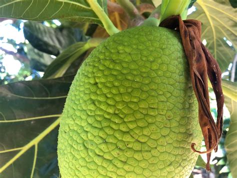 breadfruit-its-importance-history-uses-facts-a image