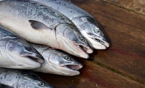 5-best-salmon-dog-food-brands-2022-reviews-ratings image