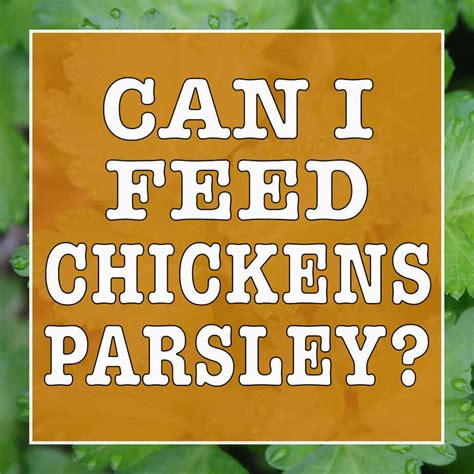 can-chickens-eat-parsley-backyard-chicken-chatter image