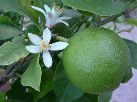lime-fruit-wikipedia image