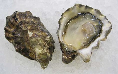 totten-inlet-oyster-marinellishellfishcom image