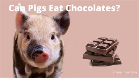 can-pigs-eat-chocolates-animal-hype image