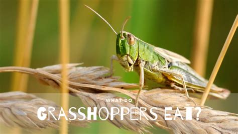 what-do-grasshoppers-eat-science-trends image