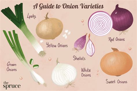 onions-7-different-types-and-how-to-use-them-the image