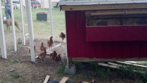 little-red-chicken-coop-backyard-chickens-learn-how-to-raise image