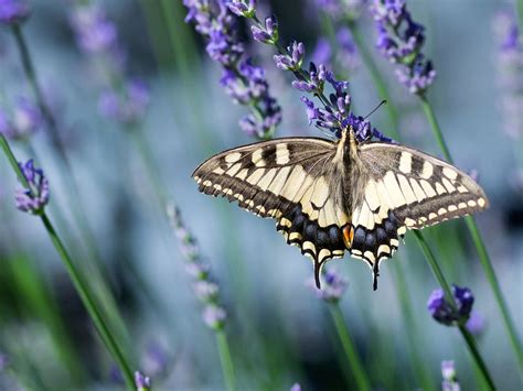 10-herbs-for-a-butterfly-garden-the-spruce image