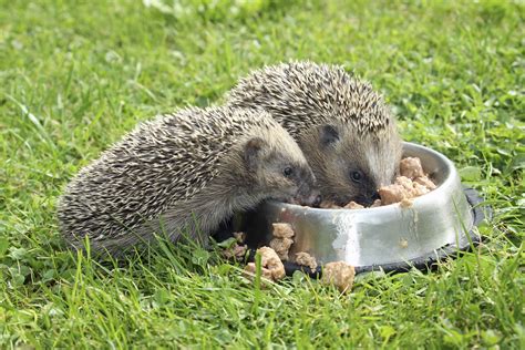 the-pros-and-cons-of-feeding-your-hedgehog-cat-food image