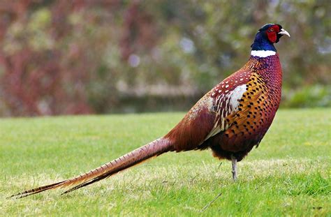 pheasant-wikipedia image