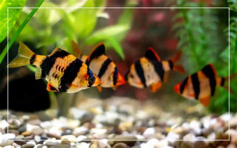 best-food-for-tiger-barbs-how-to-feed-your-tiger-barb image