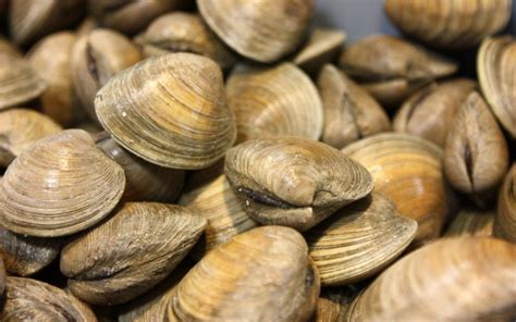 what-do-clams-eat-interesting-facts-about-clams image