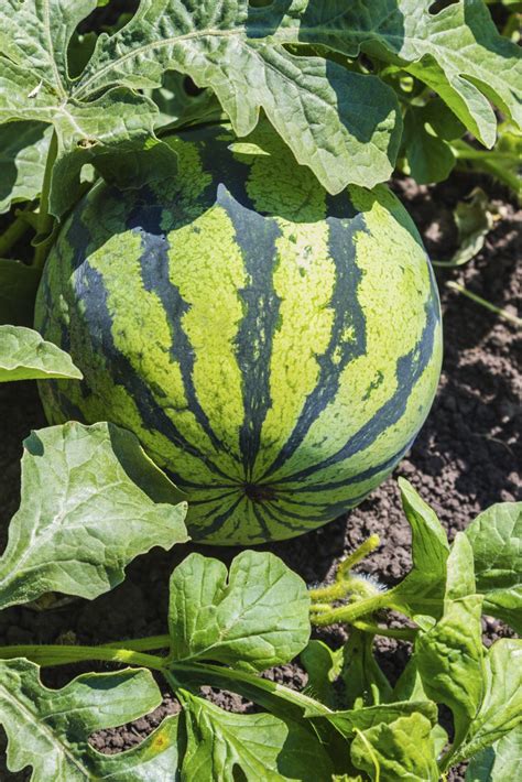 watermelon-fertilizer-schedule-tips-for-watermelon image