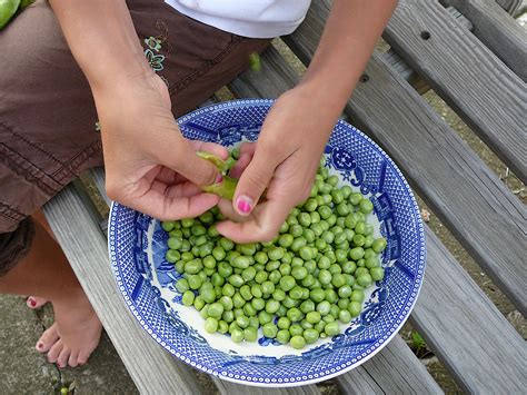 country-bonnet-green-peas-with-dumplings-nancies image