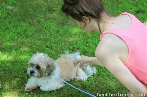 natural-diy-tick-repellent-spray-for-dogs-just-3 image
