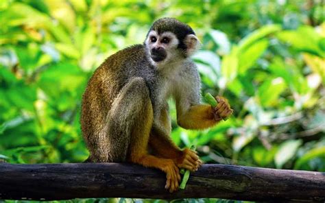 monkey-feeding-monkey-facts-and-information image