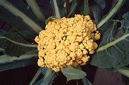 cauliflower-wikipedia image