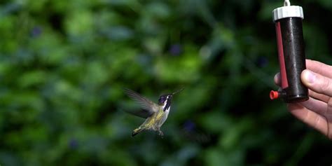 hummingbird-nectar-recipe-smithsonian-migratory-bird image