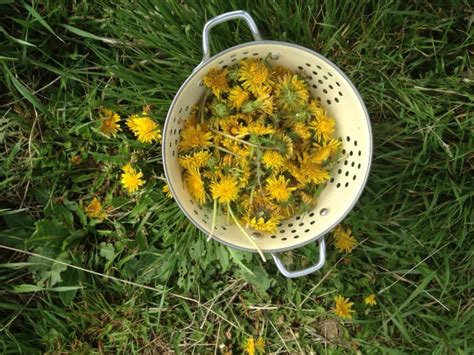 16-dandelion-recipes-the-prairie-homestead image