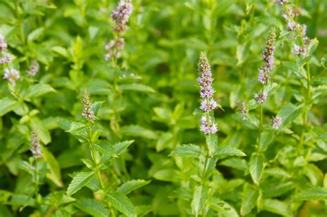 peppermint-care-and-growing-guide-the-spruce image