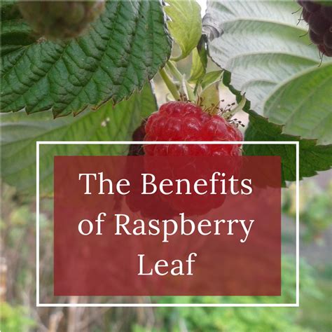 raspberry-leaf-benefits-for-women-and-how-to-make-tea image