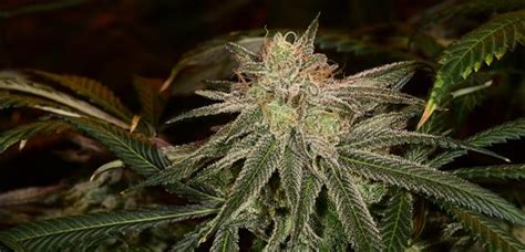 purple-dream-strain-growing-tips-and-medical-effects image