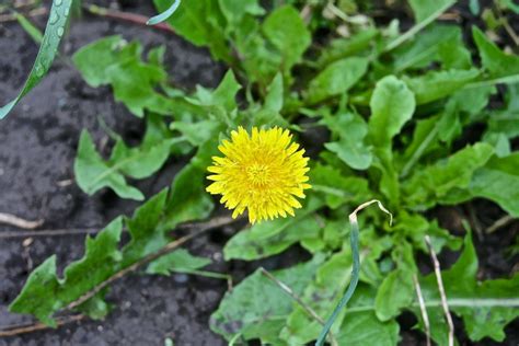how-to-use-dandelion-for-a-spring-detoxplus image