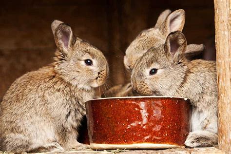 what-foods-can-kill-a-rabbit-petsial image