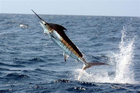 pacific-blue-marlin-noaa-fisheries image