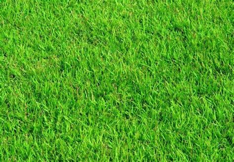 homemade-fertilizer-makes-the-grass-always-greener image