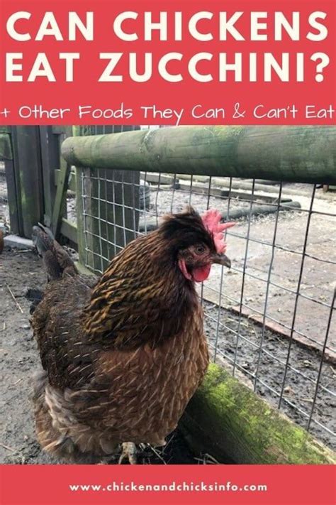 can-chickens-eat-zucchini-yes-how-to-feed-it image