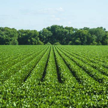 growing-soybeans-101-successful-farming image