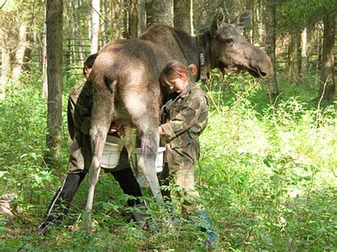 moose-milking-in-russia-modern-farmer image