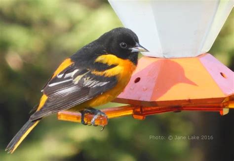 homemade-oriole-food-nectar-attracting-orioles-bird image