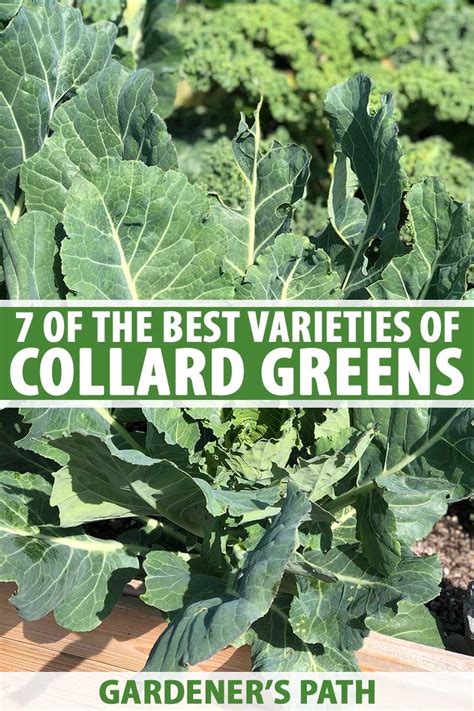 7-of-the-best-collard-green-cultivars-gardeners-path image