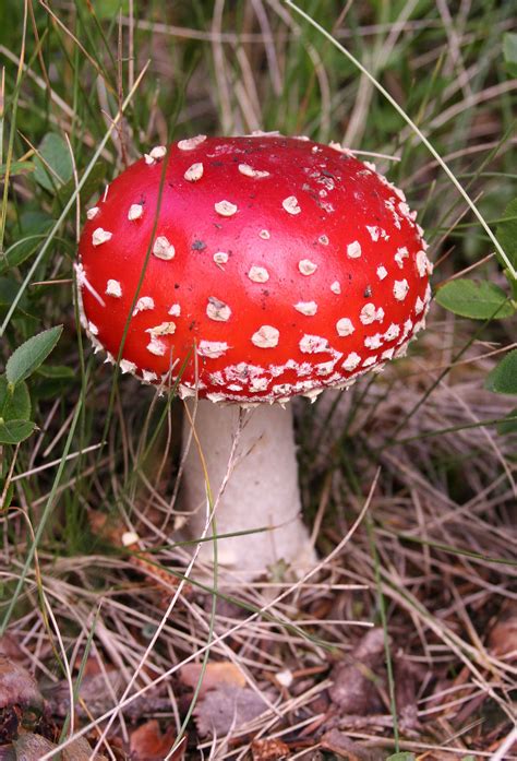 mushroom-wikipedia image