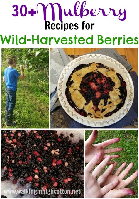 30-mulberry-recipes-for-wild-harvested-berries image