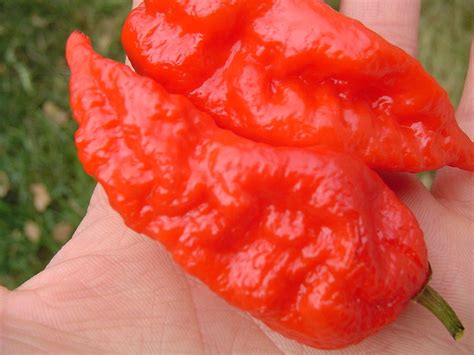 ghost-pepper-plant-scoville-colors-and-updated image