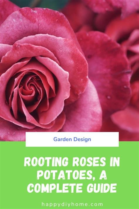 rooting-roses-in-potatoes-a-complete-guide-happy image
