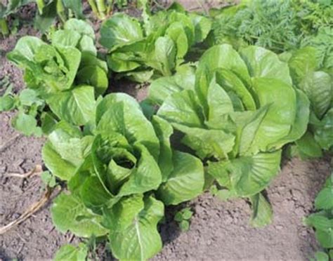 how-to-grow-romaine-lettuce-plants image