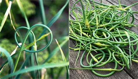 harvesting-garlic-scapes-15-recipes-you-need-to-try image