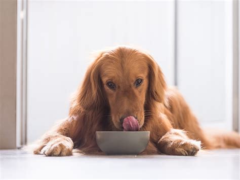 easy-homemade-dog-food-recipes-readers-digest image