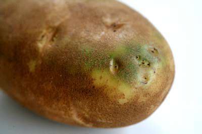 about-green-potatoes-simply image