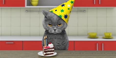 can-cats-eat-cake-must-know-facts-before-you-feed image